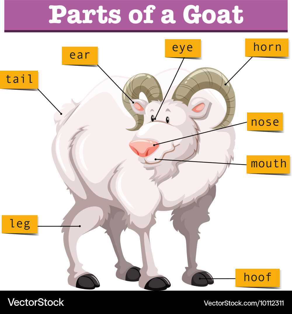 goat parts diagram