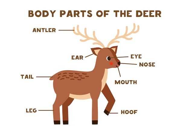 deer body parts diagram