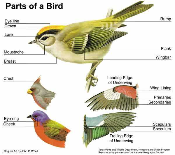 bird parts diagram