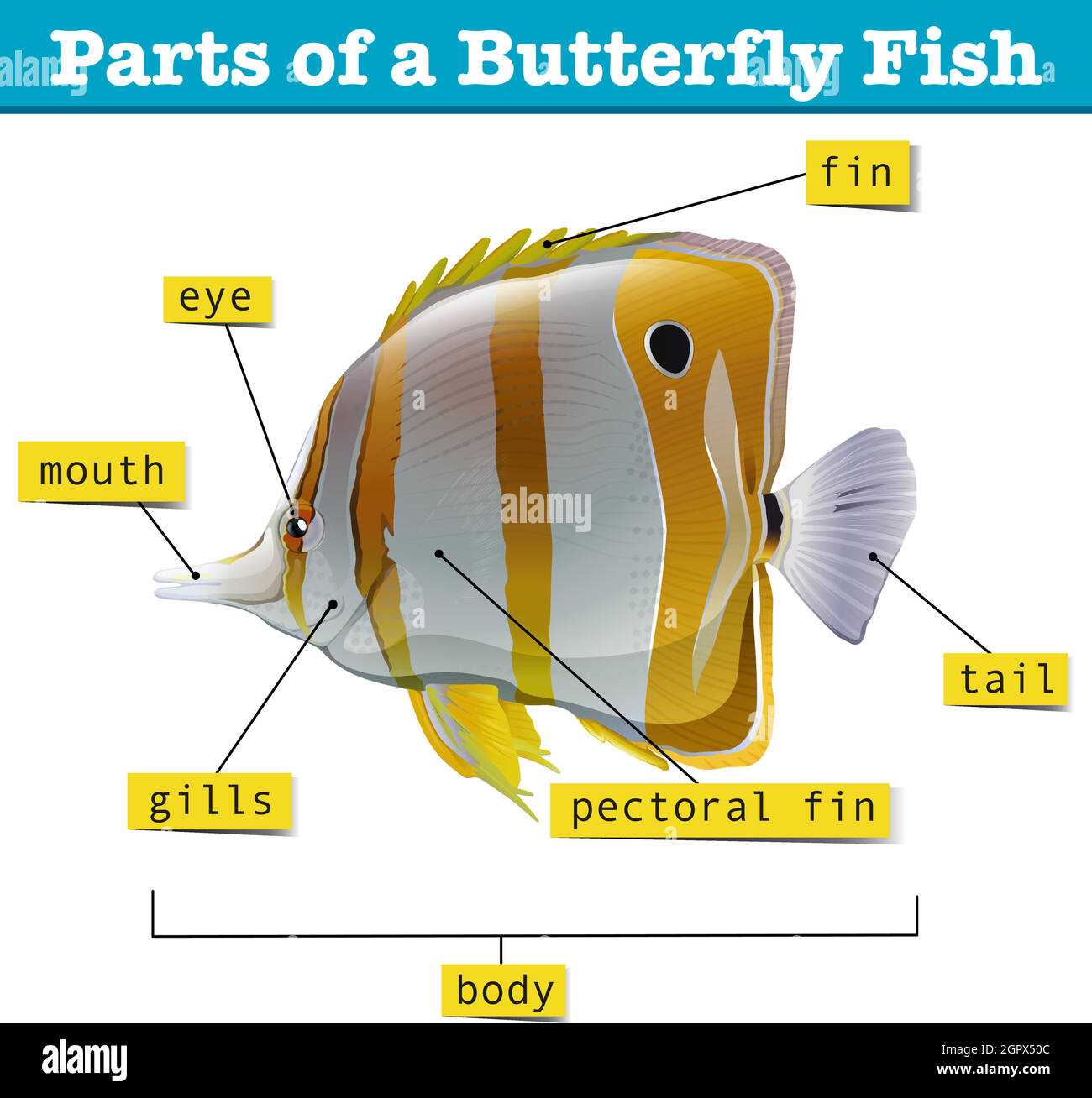 butterfly parts diagram