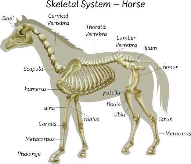 diagram parts of a horse