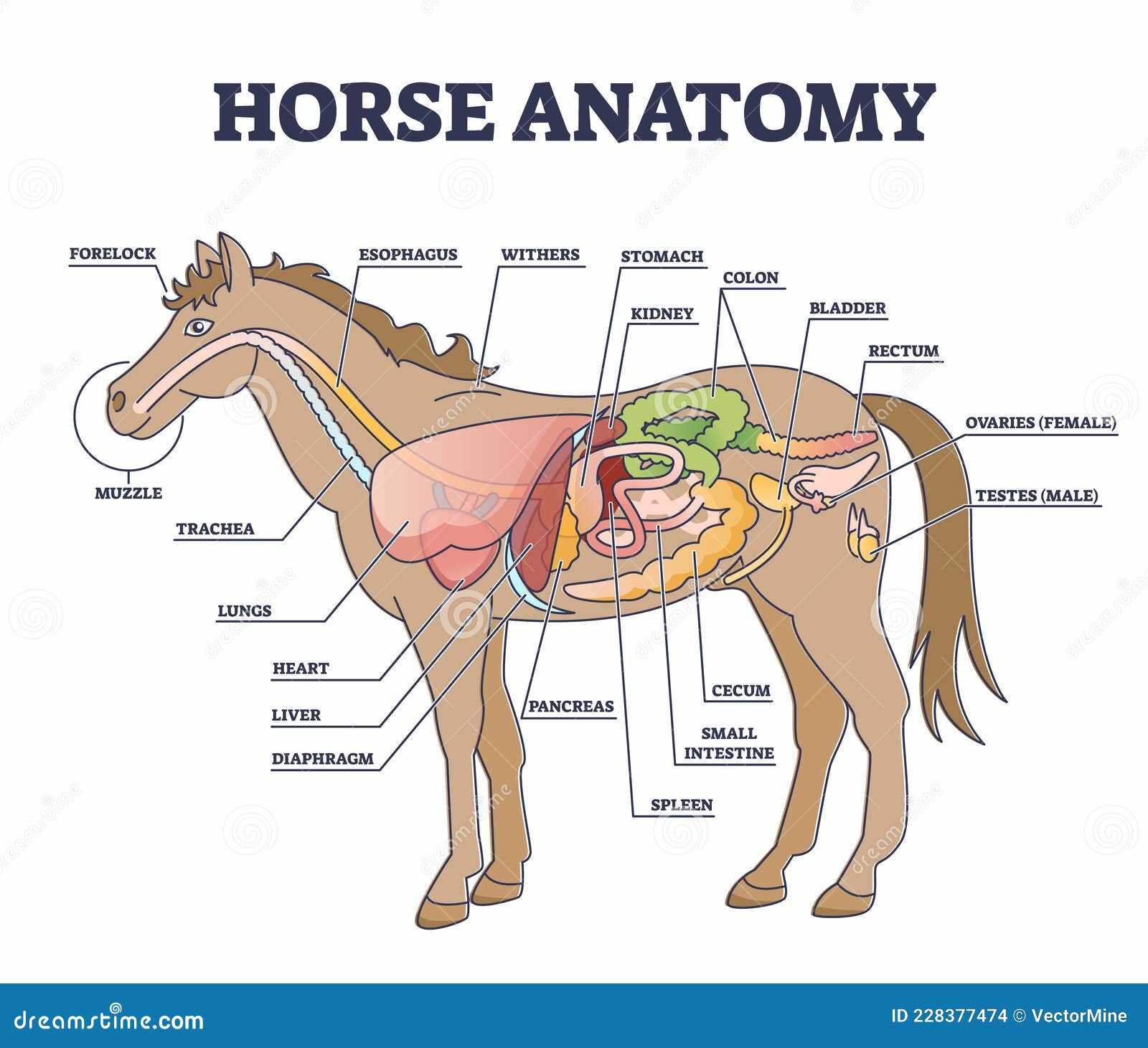 diagram parts of a horse