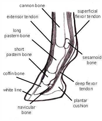 diagram parts of a horse