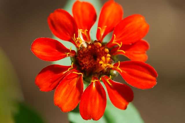 diagram parts of a zinnia flower