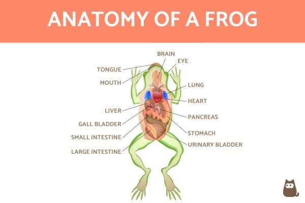 frog parts diagram