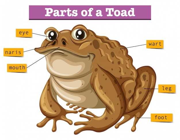 frog parts diagram