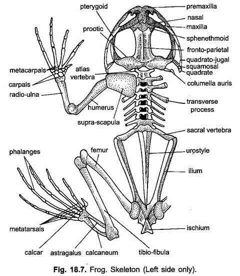 frog parts diagram