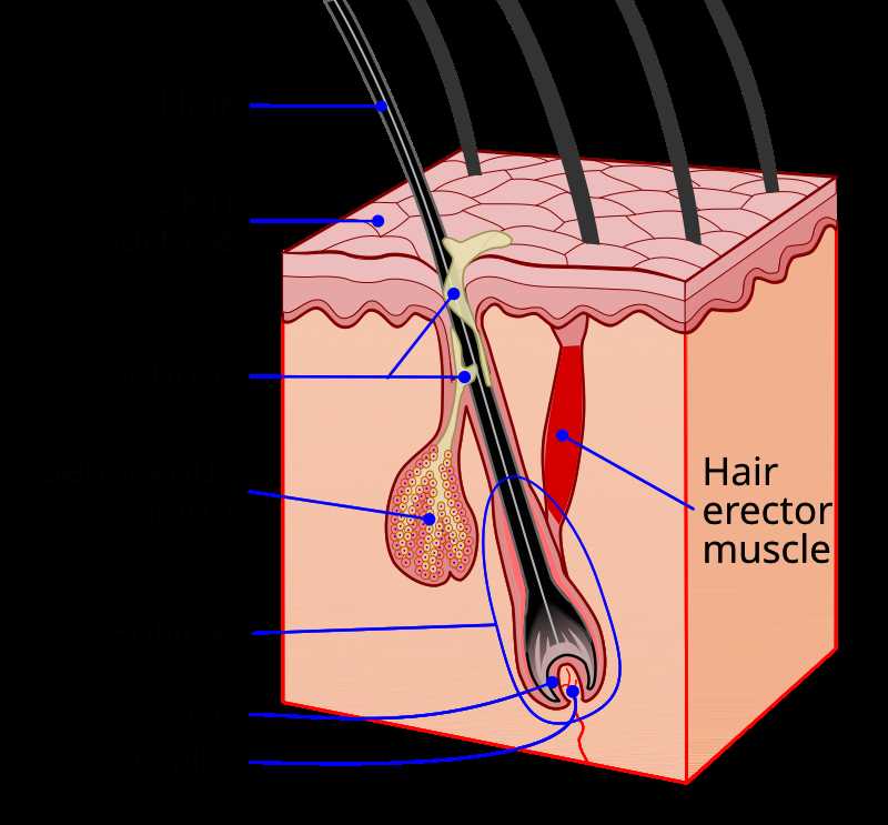 hair parts diagram