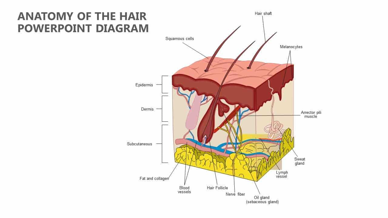 hair parts diagram