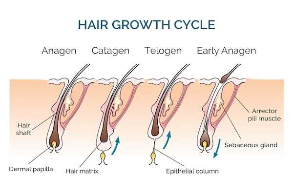 hair parts diagram