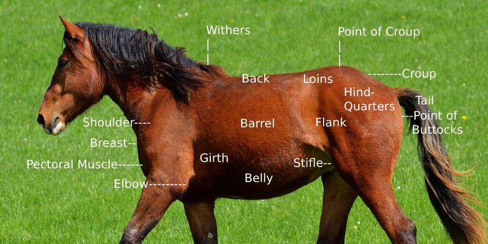 horse diagram of body parts