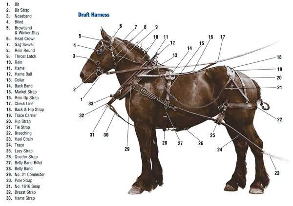 horse harness parts diagram