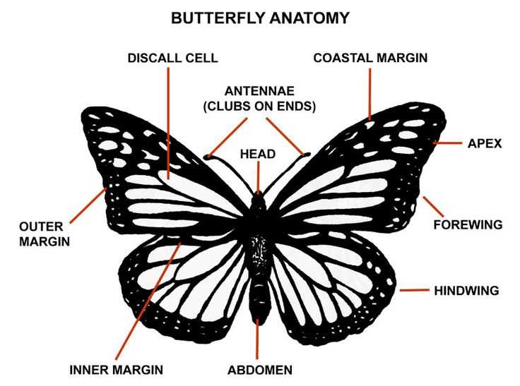 parts of a butterfly diagram