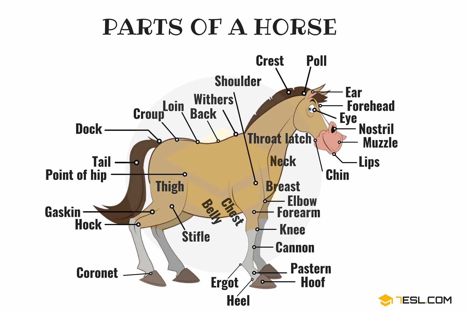 parts of a horse diagram