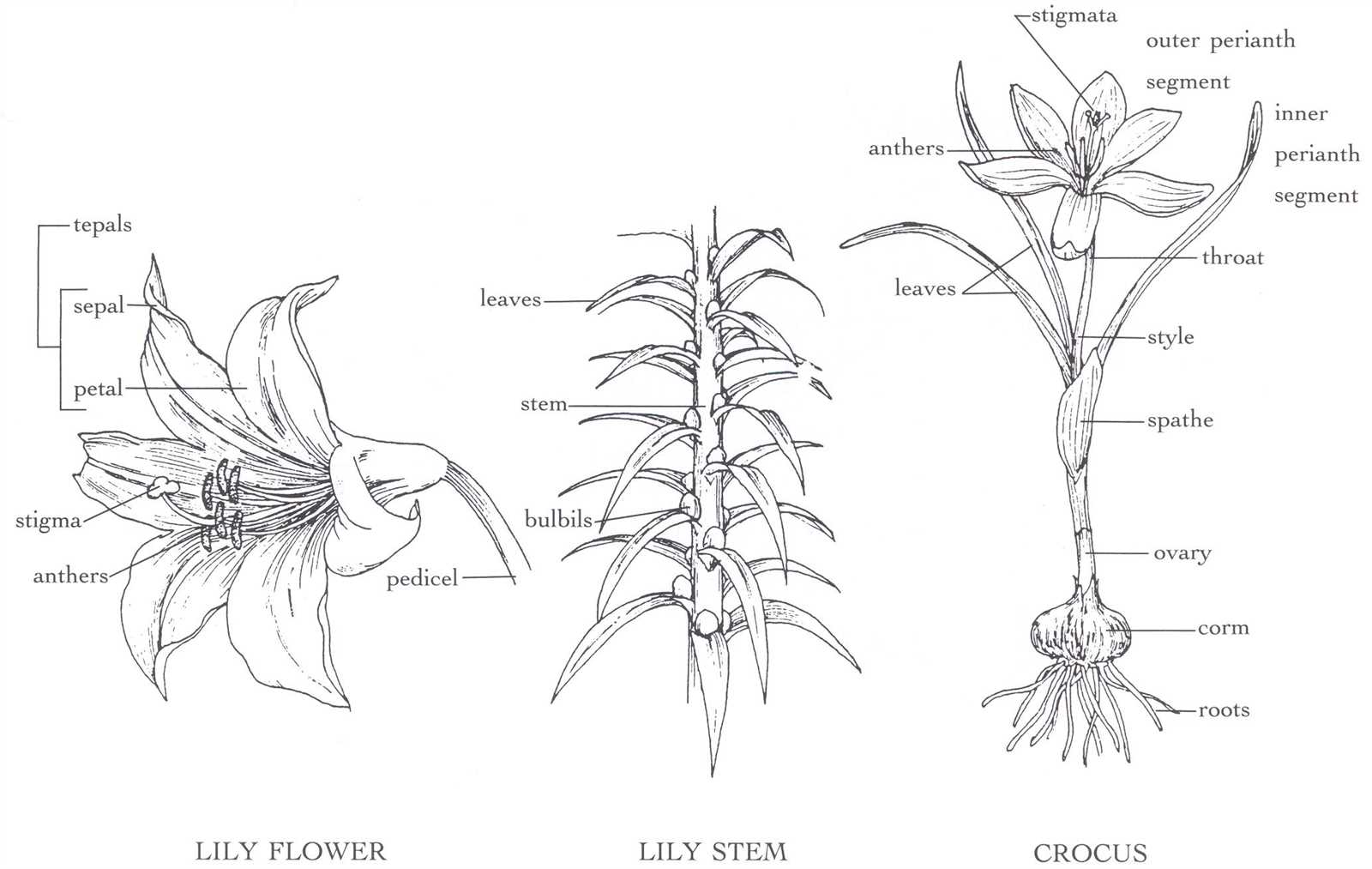 parts of a lily diagram