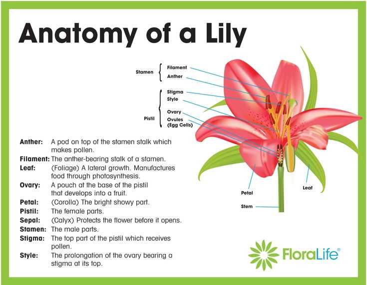 parts of a lily diagram