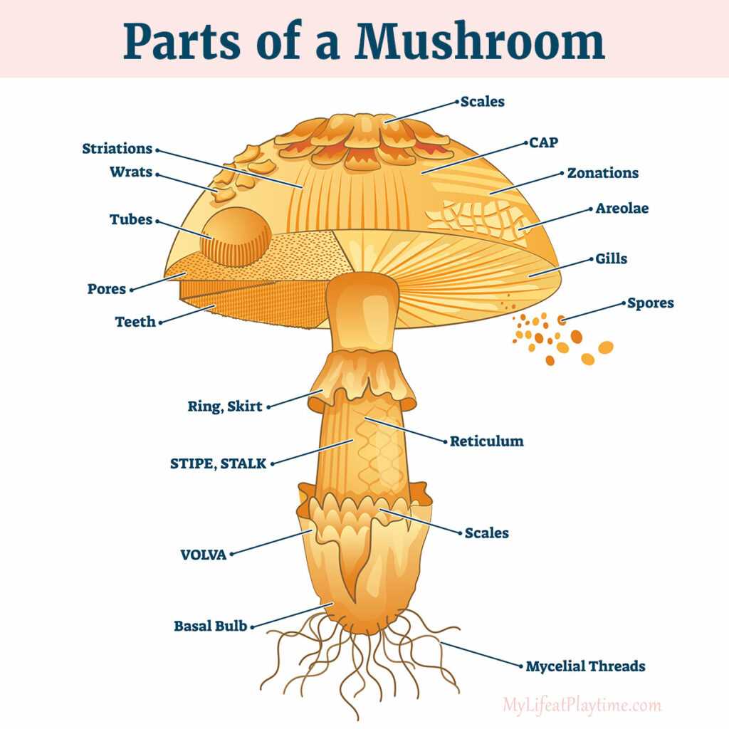 parts of mushroom diagram