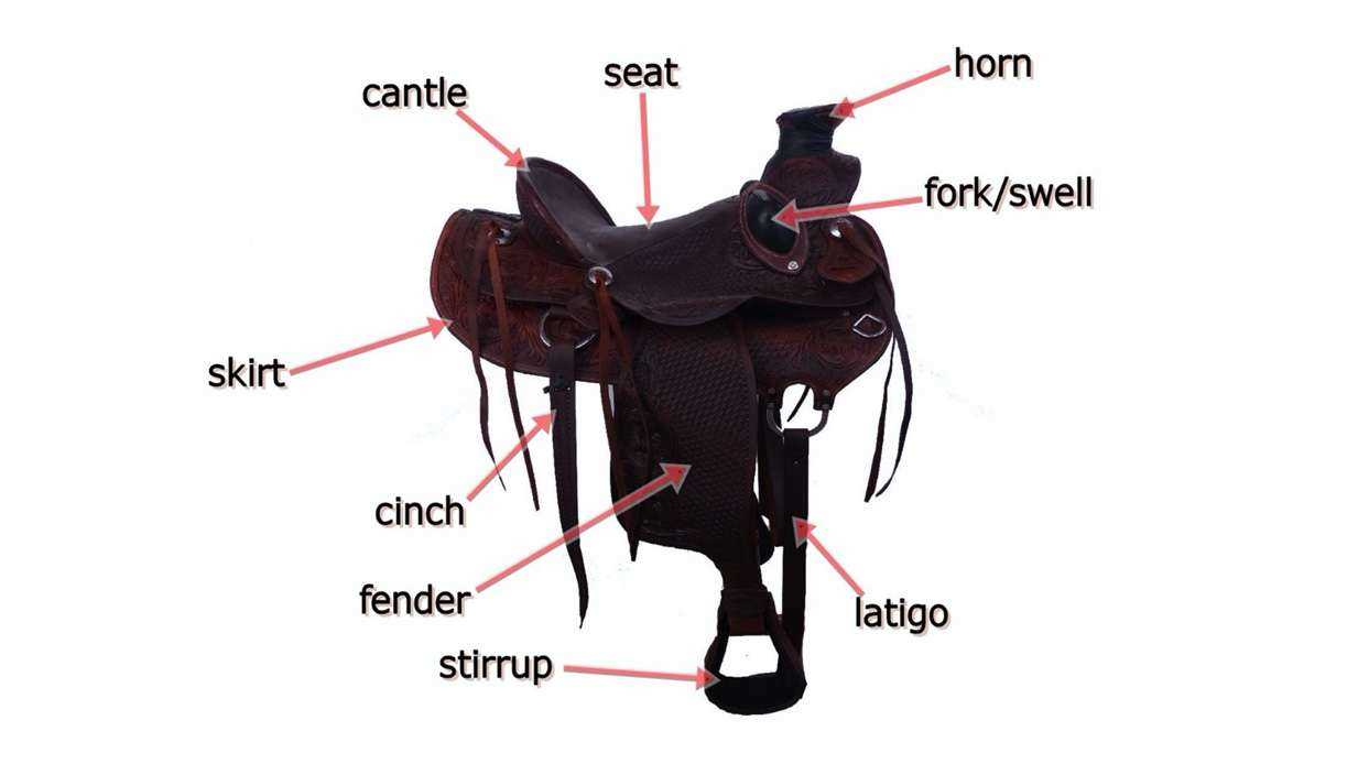 parts of the saddle diagram