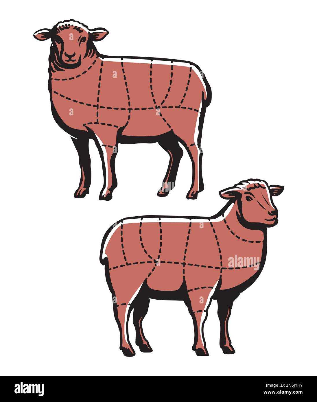 sheep parts diagram