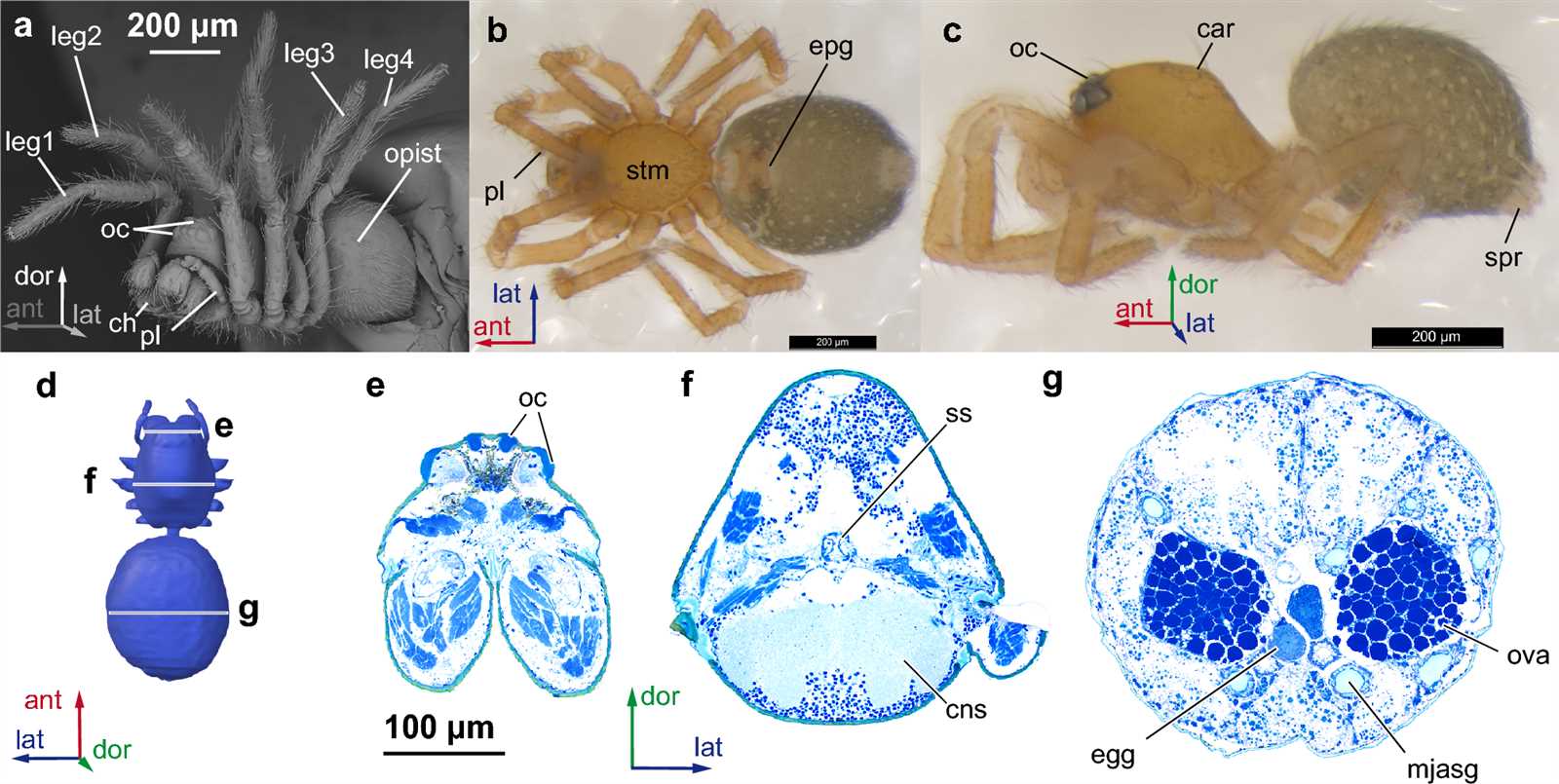 tarantula parts body diagram