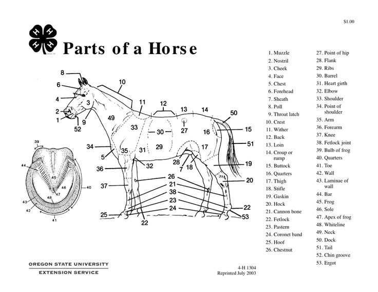 parts of a horse diagram