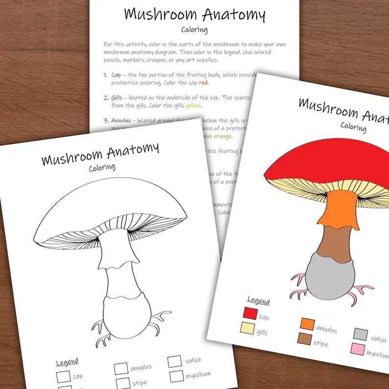 diagram of mushroom parts