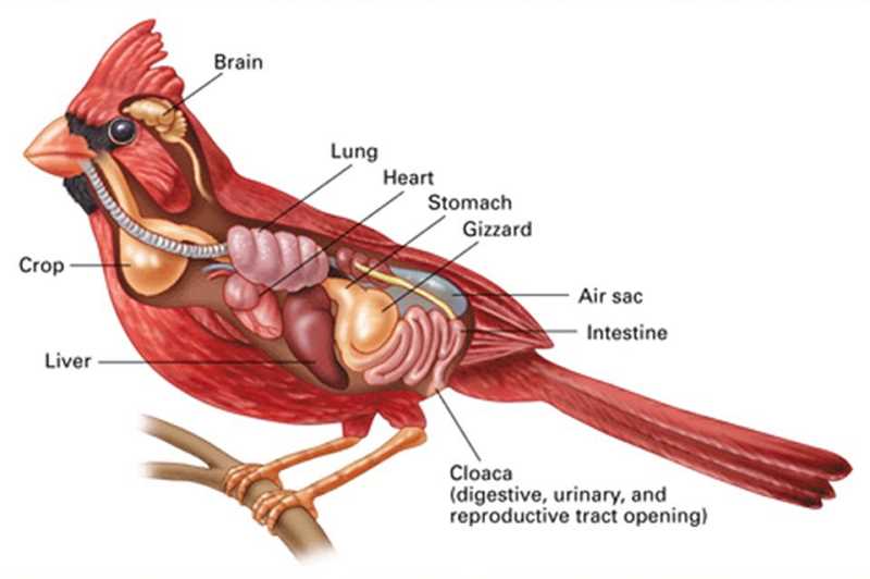 bird parts diagram