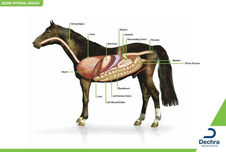 body parts of a horse diagram