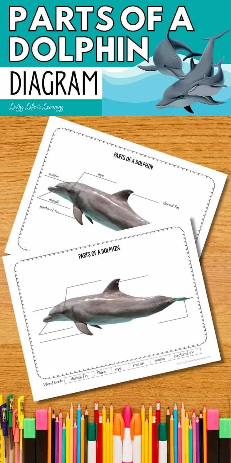 parts of a dolphin diagram