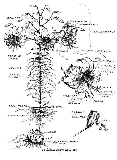 parts of a lily diagram