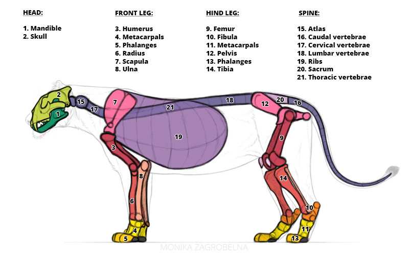 diagram lion body parts