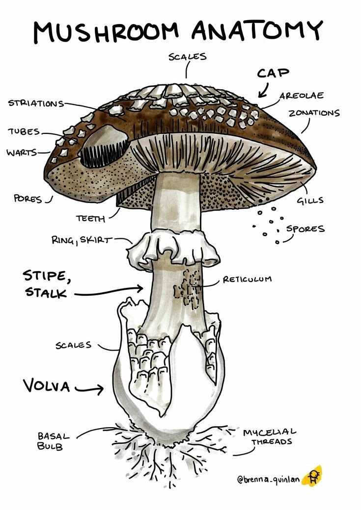 diagram of mushroom parts