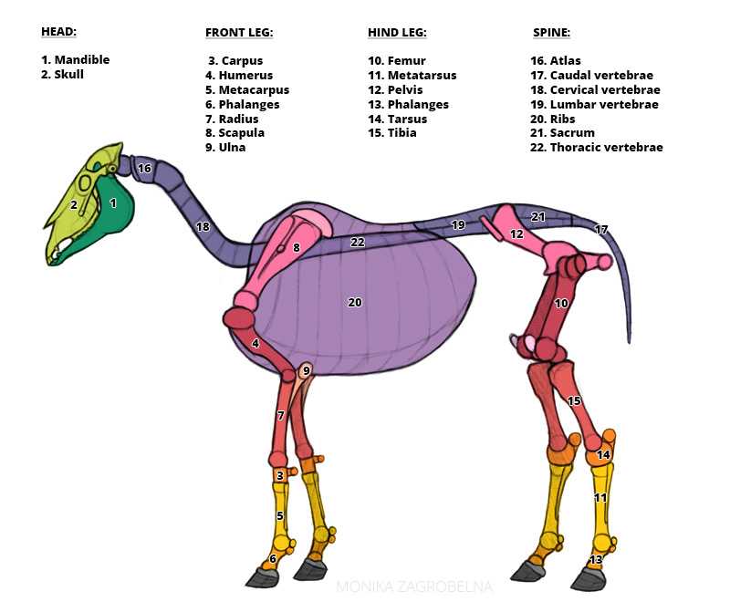 diagram of parts of a horse