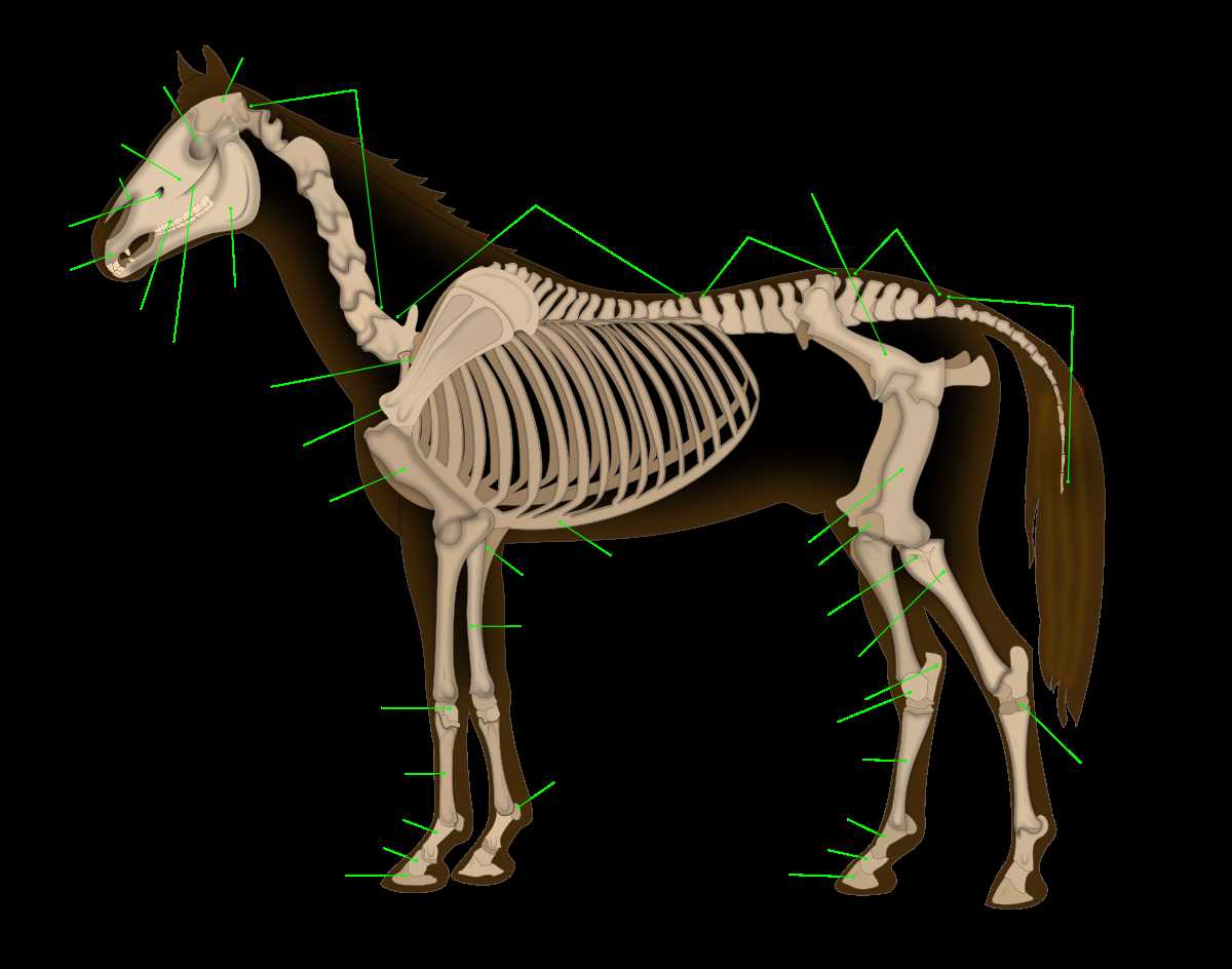 diagram of parts of a horse