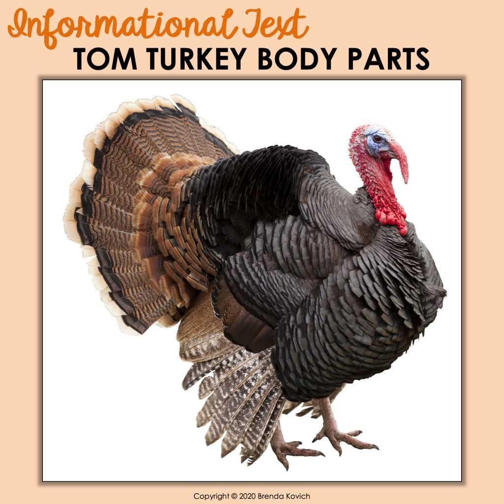 diagram of turkey parts