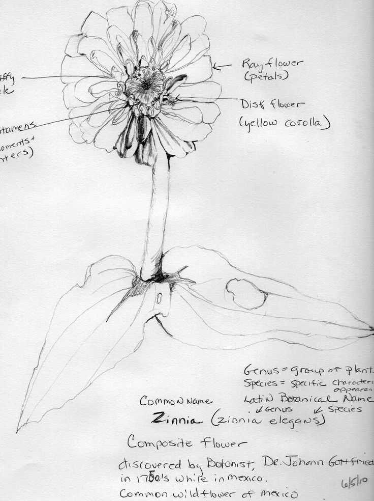 diagram parts of a zinnia flower