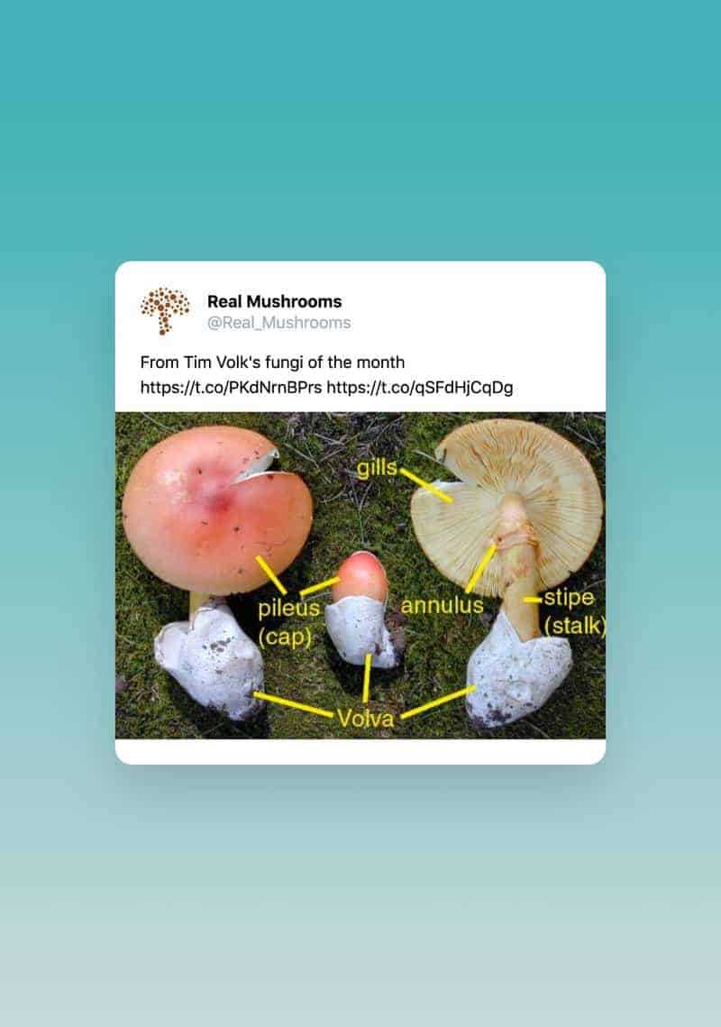 diagram of mushroom parts