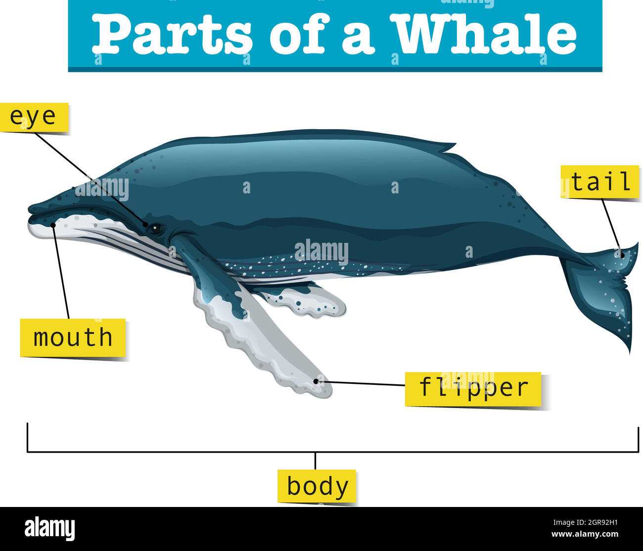 dolphin parts diagram