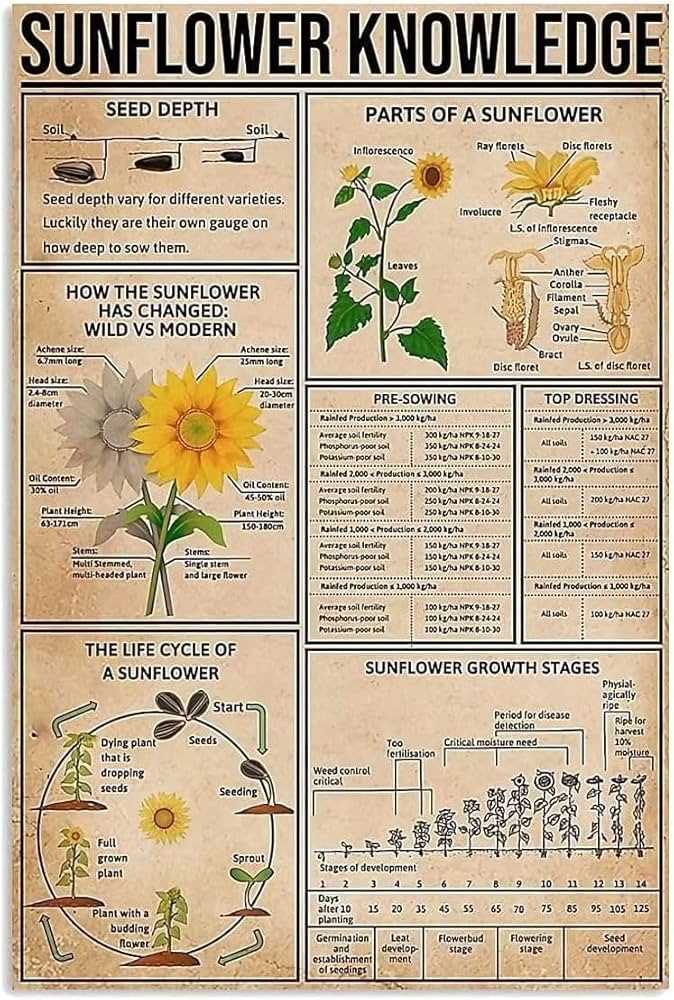 sunflower parts diagram