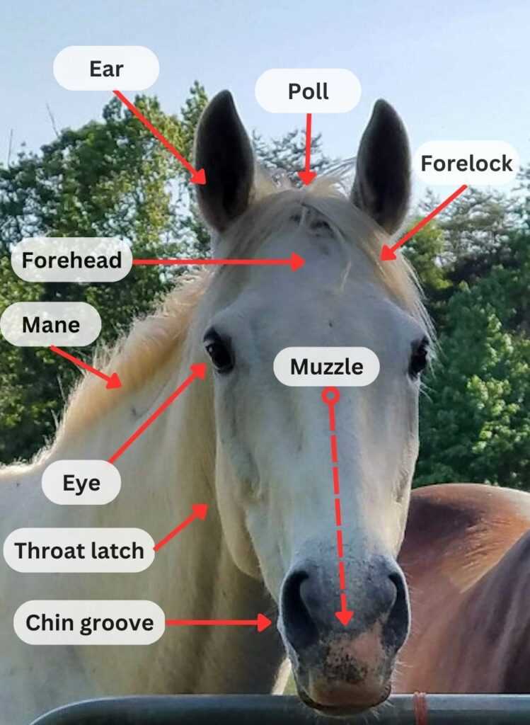 diagram of parts of a horse