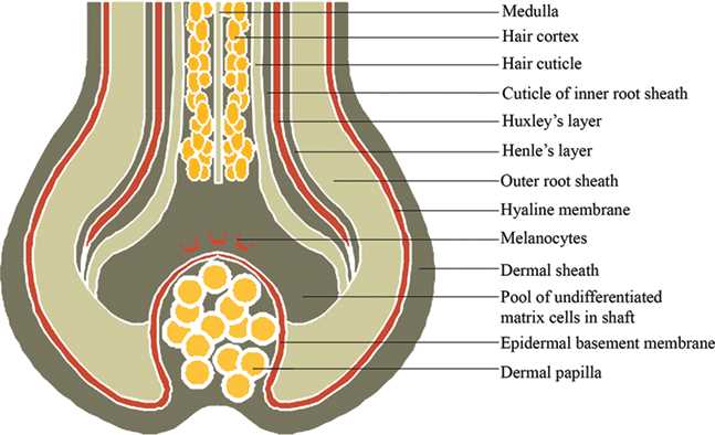 hair parts diagram