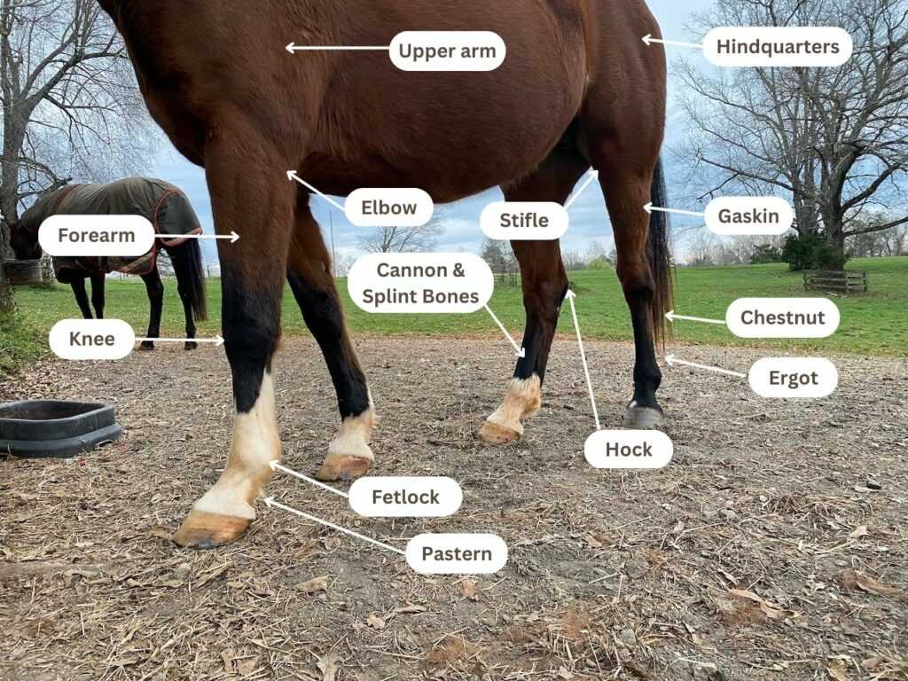 horse parts diagram