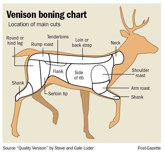 deer body parts diagram