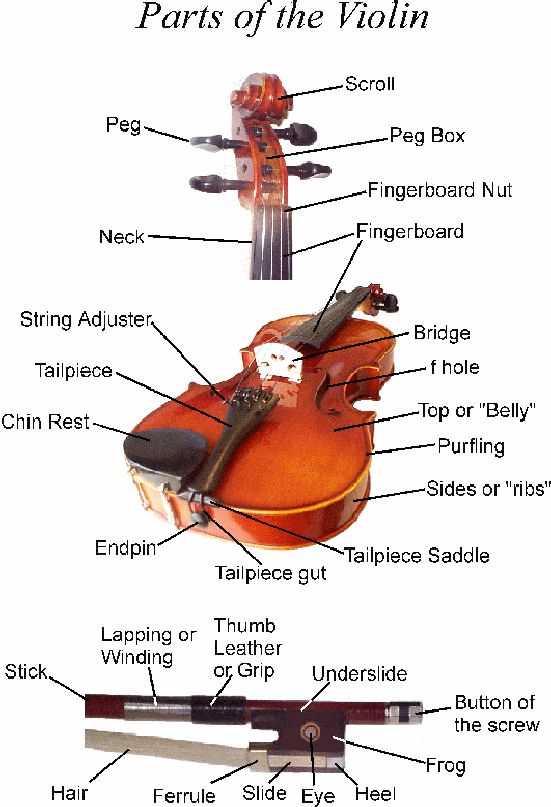 parts of violin diagram