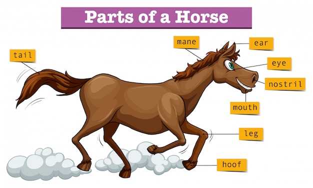 diagram parts of a horse