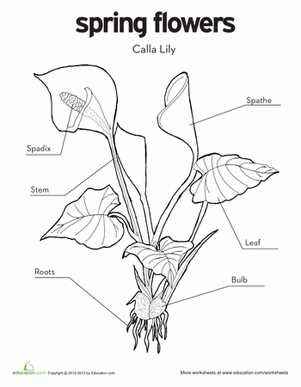 parts of a lily diagram