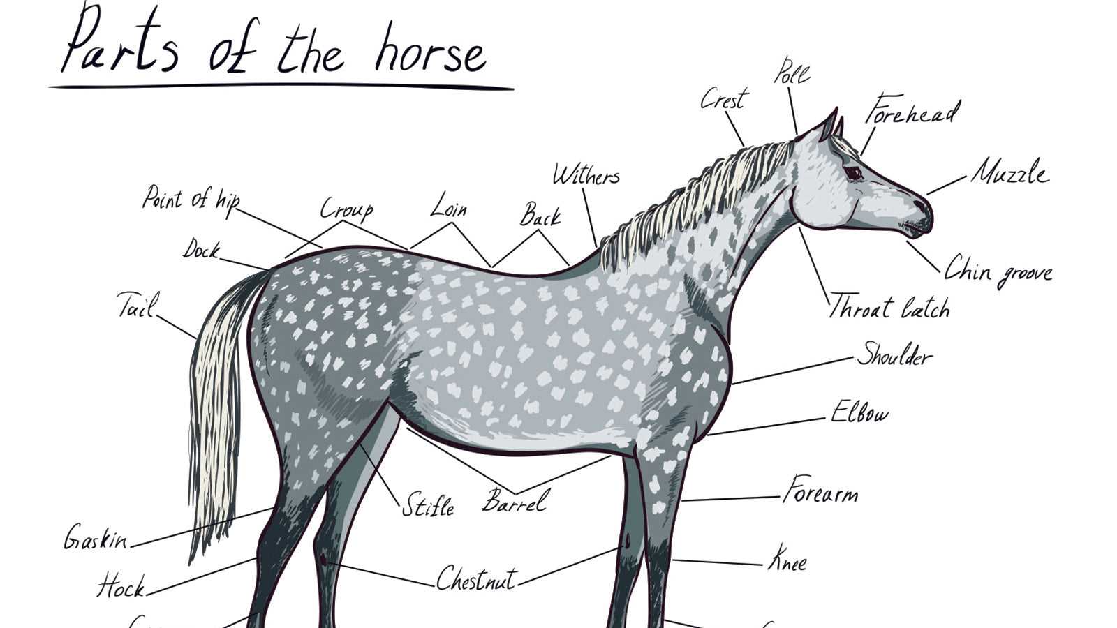 parts of a horse diagram