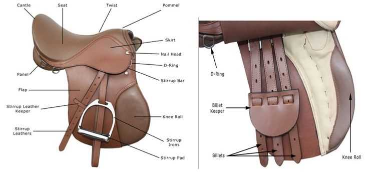 parts of the saddle diagram