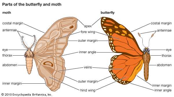 parts of a butterfly diagram