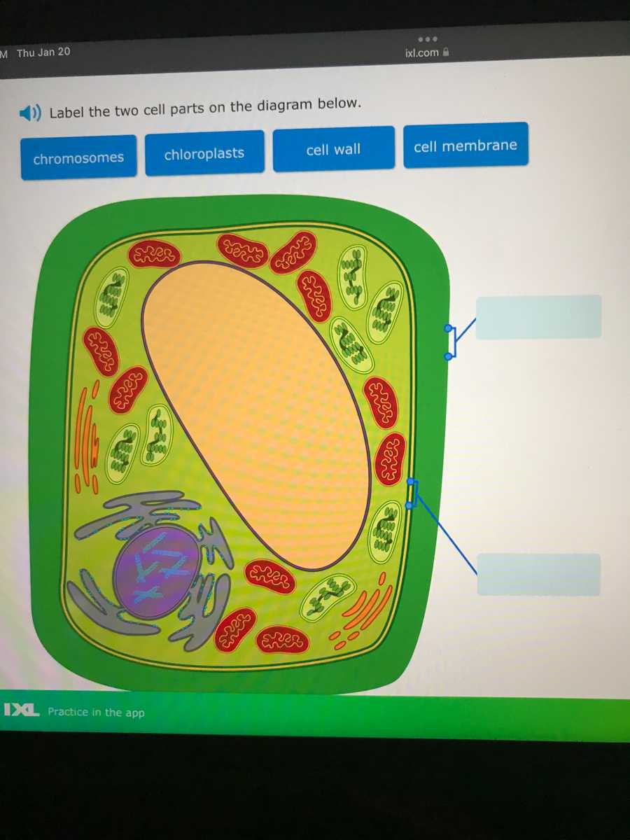 label the two cell parts on the diagram below.